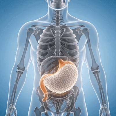 Repair your digestion from the inside out